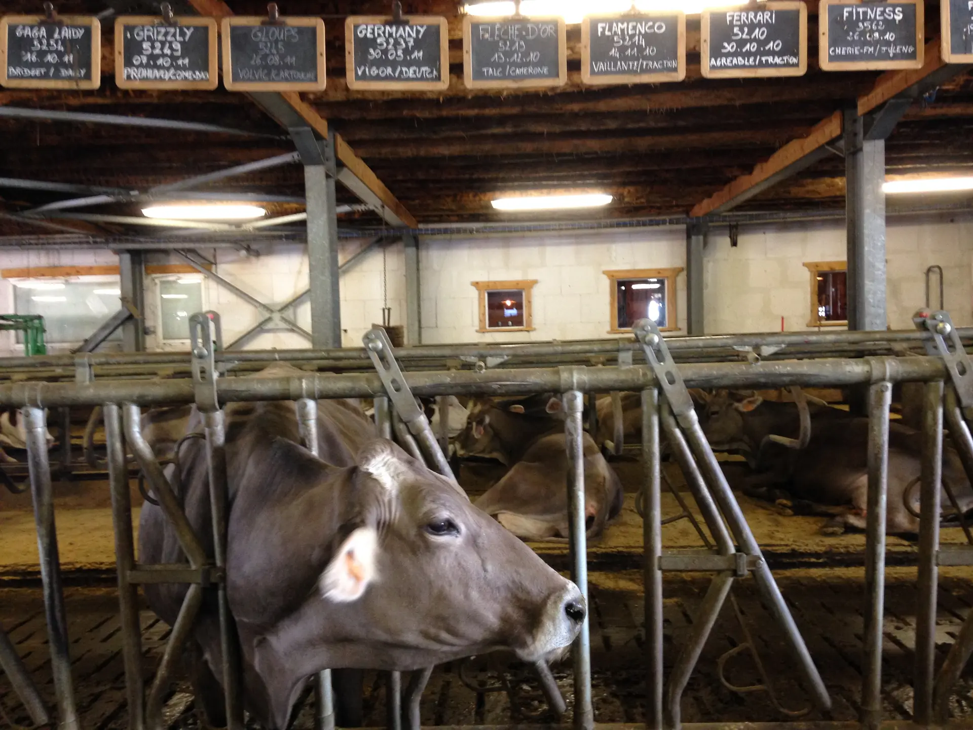 Val d'Isère : visite à la ferme