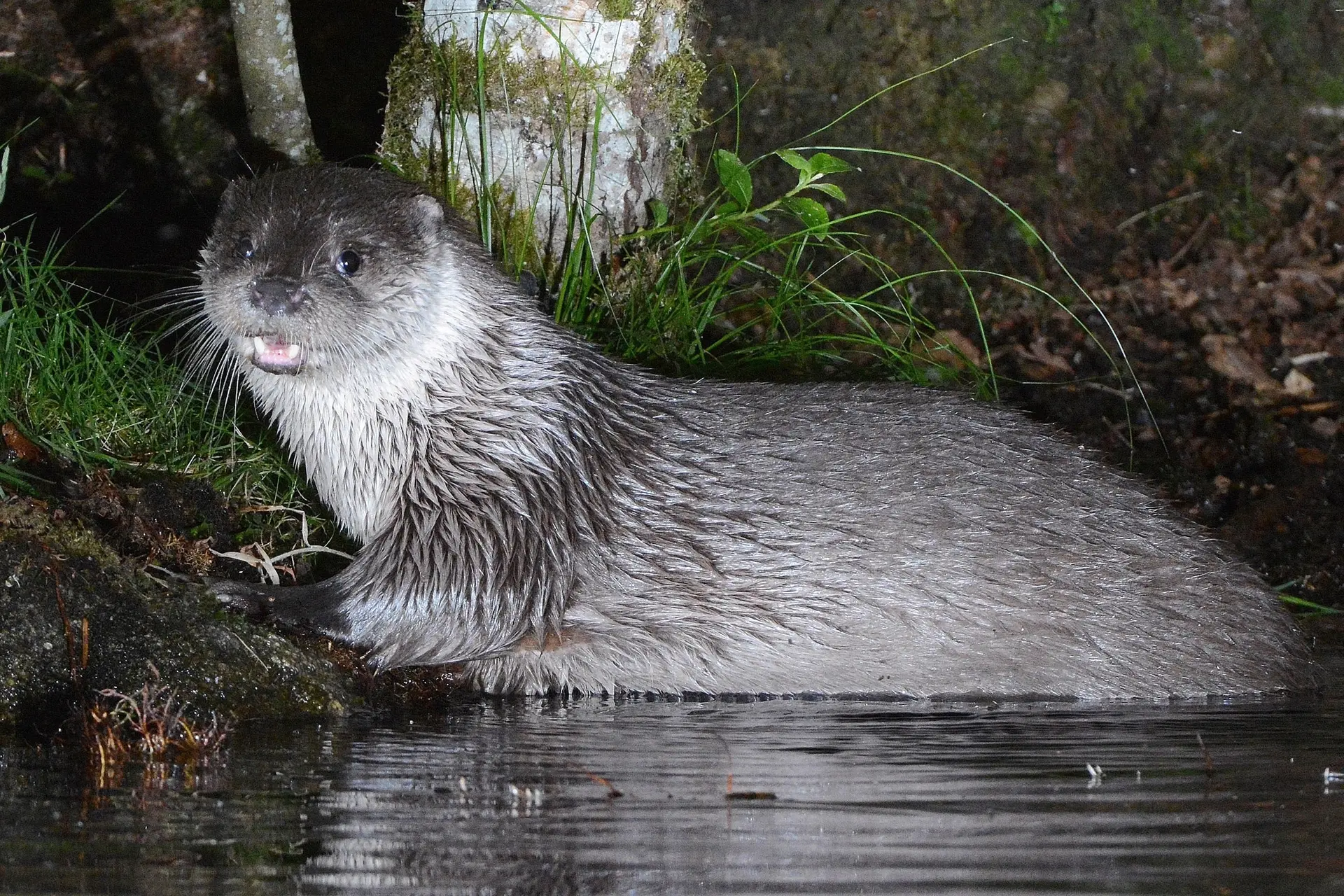 Loutre