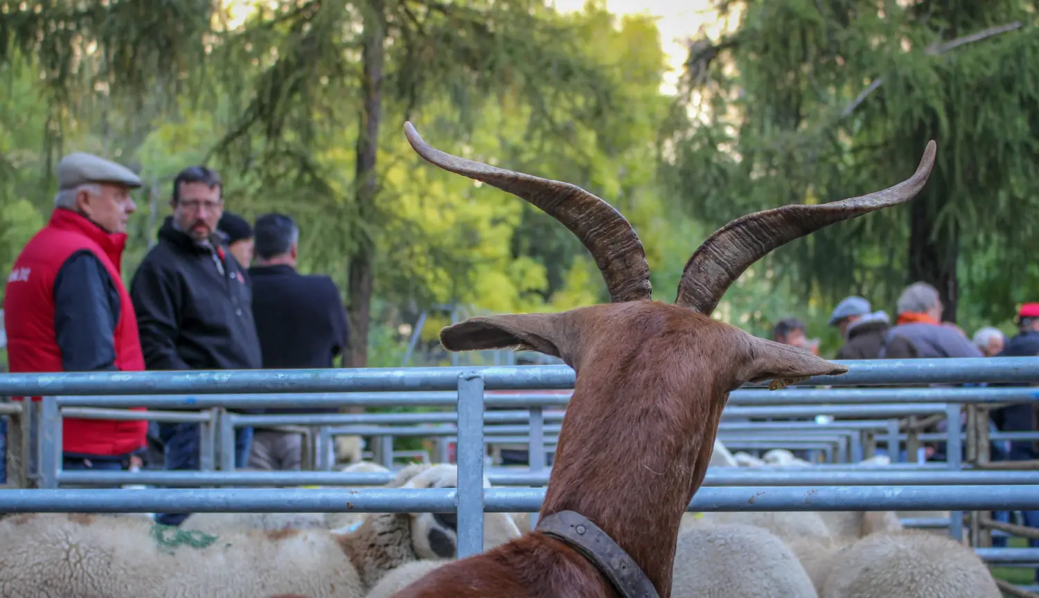 Foire aux bestiaux de La Chapelle-en-Valgaudemar