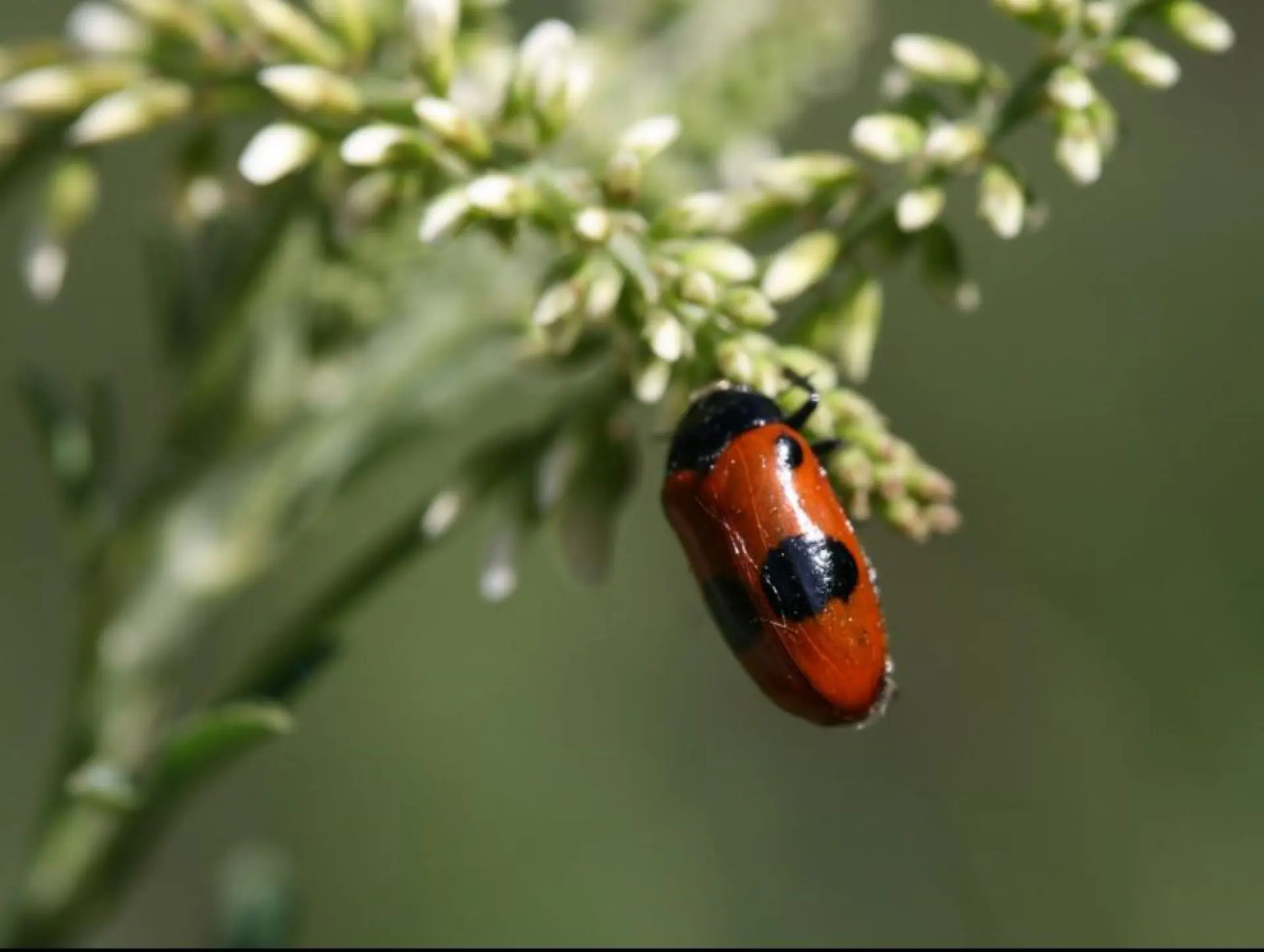 [Chrysomelidae] Clytra laeviuscula