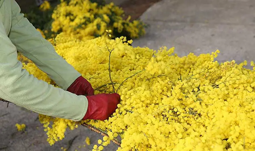 Excursion en Autocar : Du Mimosa au Parfum
