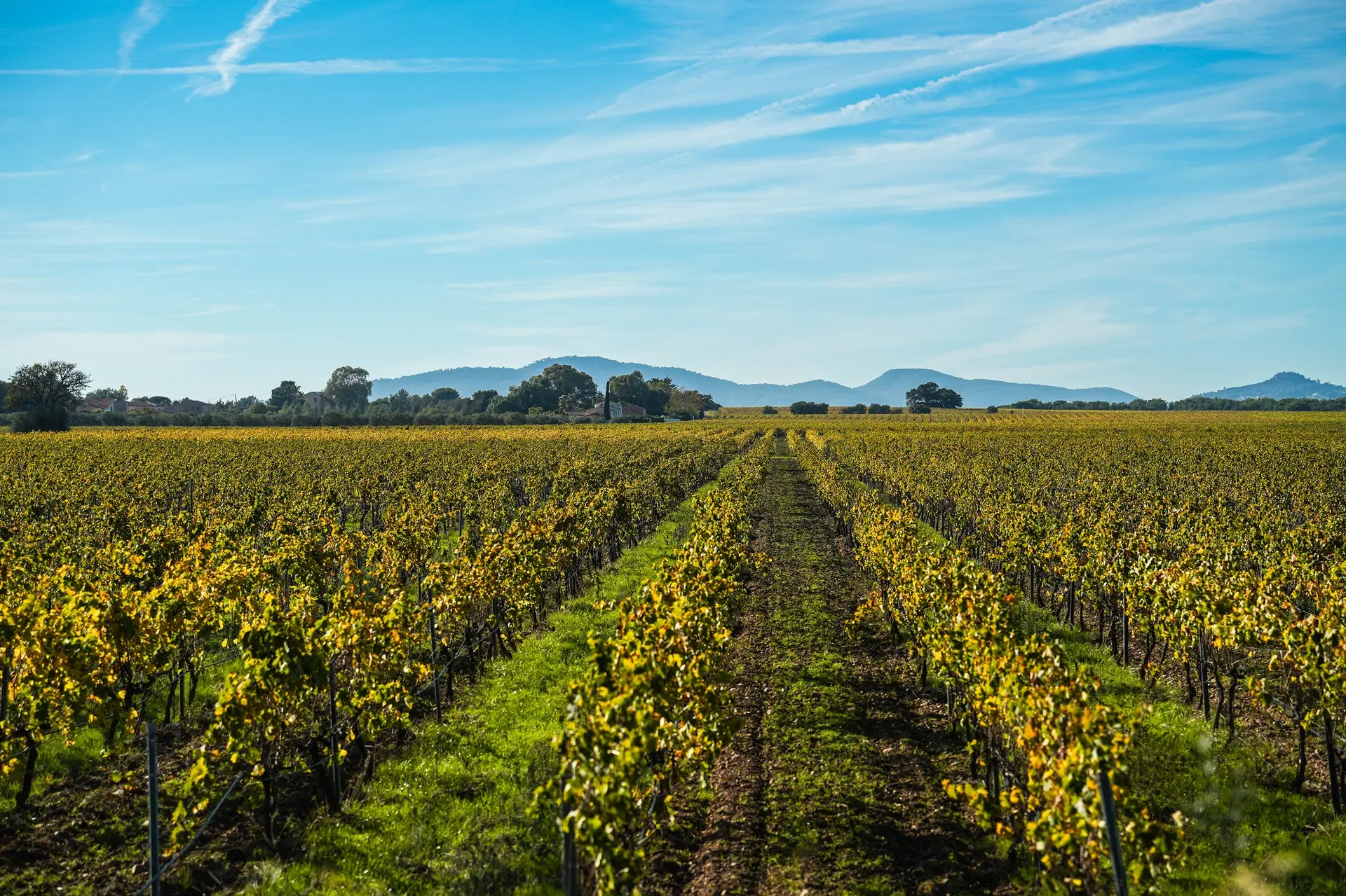 Fête des Vendanges La Londe