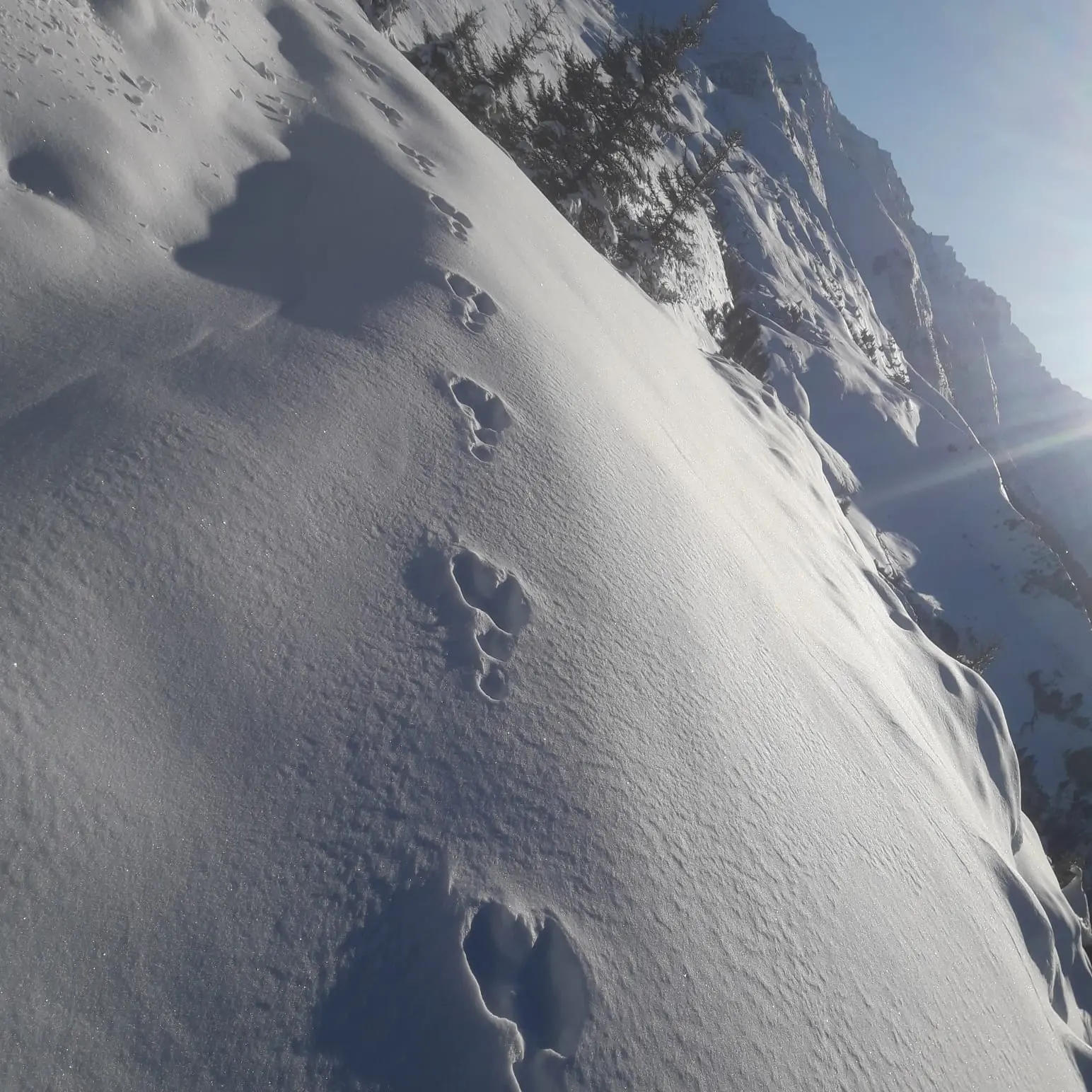 Des empreintes de lièvre dans la neige avec une montagne en arrière plan.