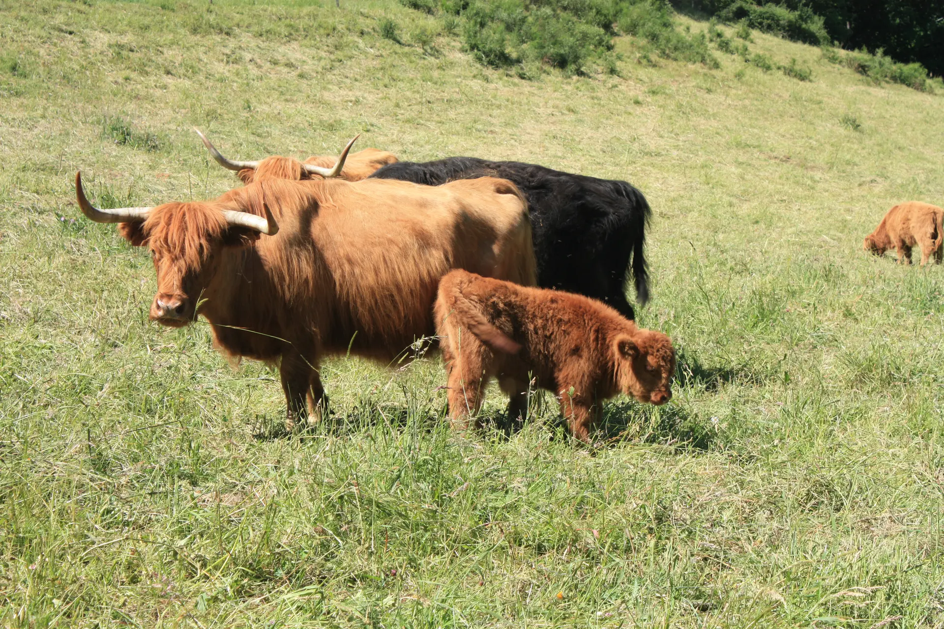 vaches highland