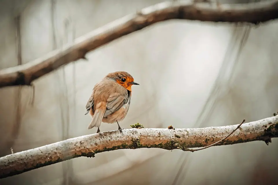 Photo rouge gorge