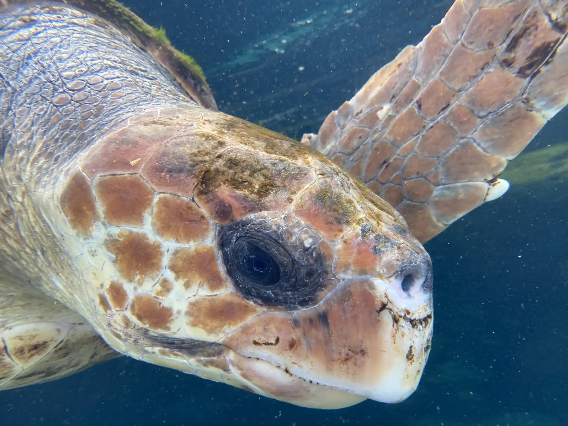 Les conférences environnement en Méditerranée porte des Maures