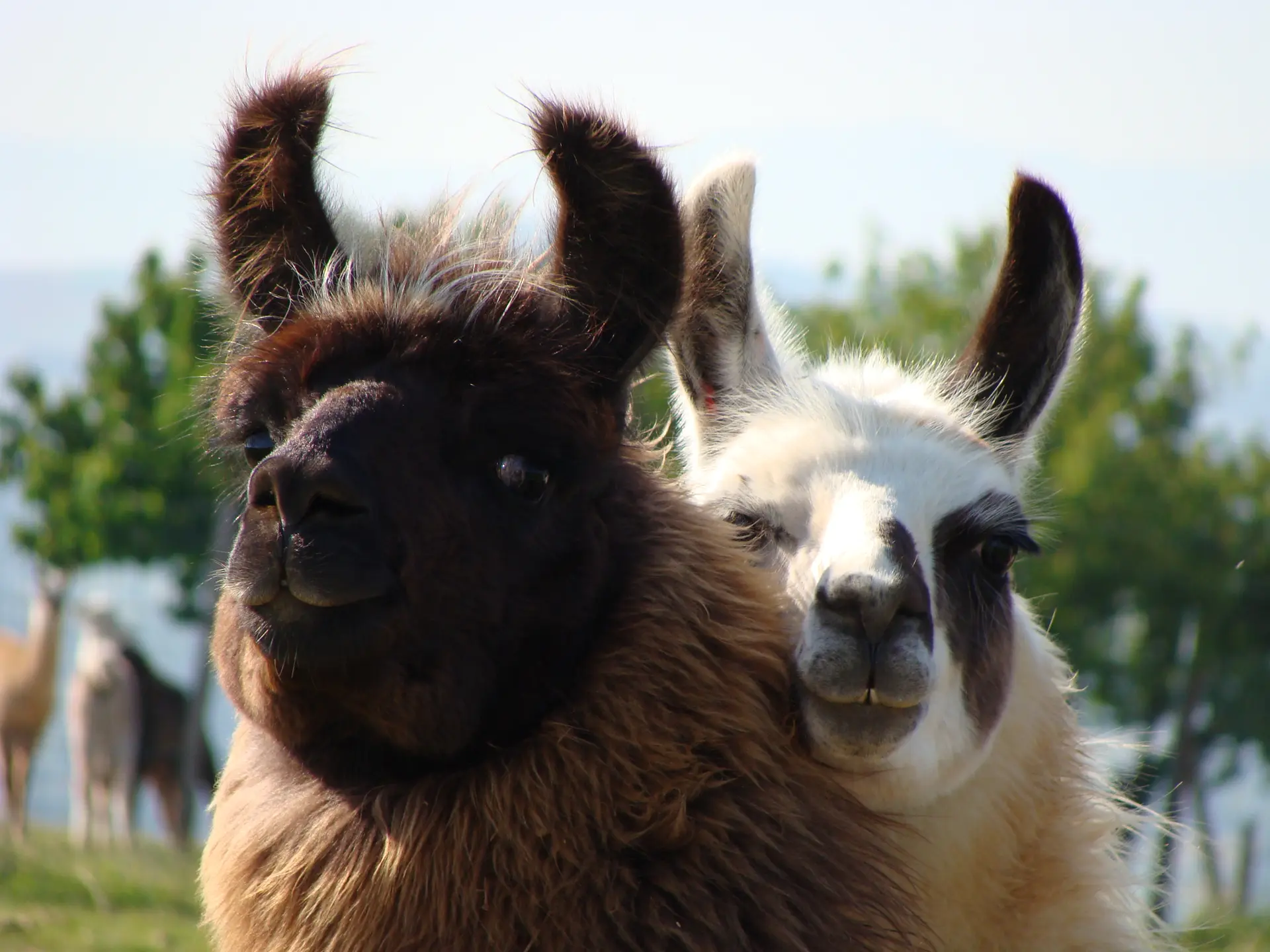 Photo montrant 2 lamas