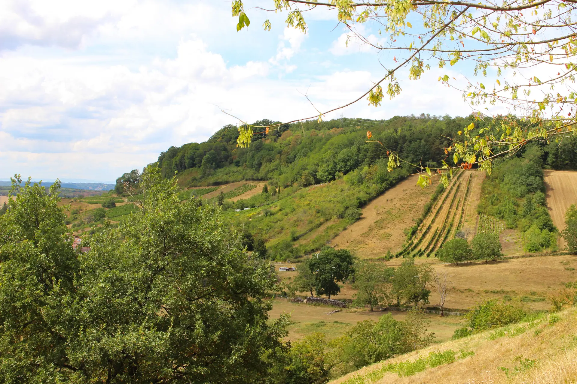 le vignoble à Vaux-en-Bugey dans l'Ain
