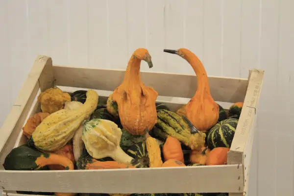 Visite exclusive du M.I.N des Arnavaux