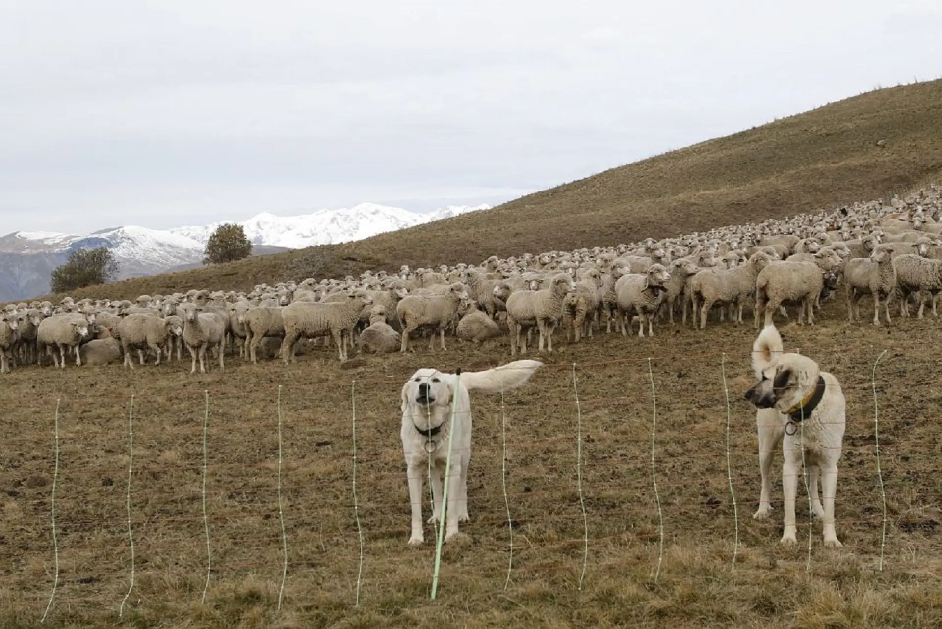 chiens de protection des troupeaux
