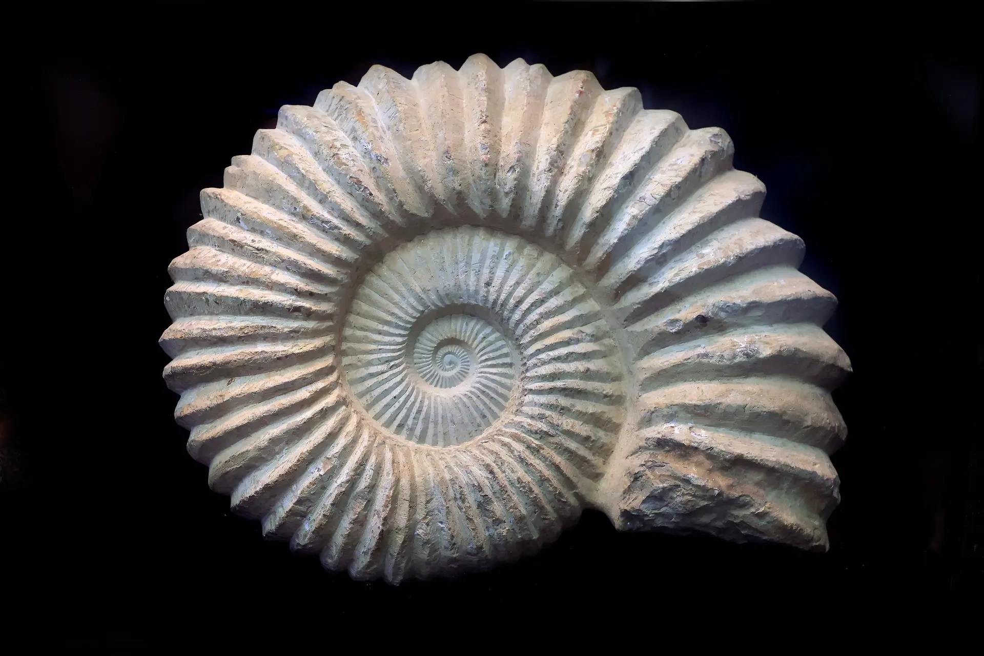 Fossile d'ammonite