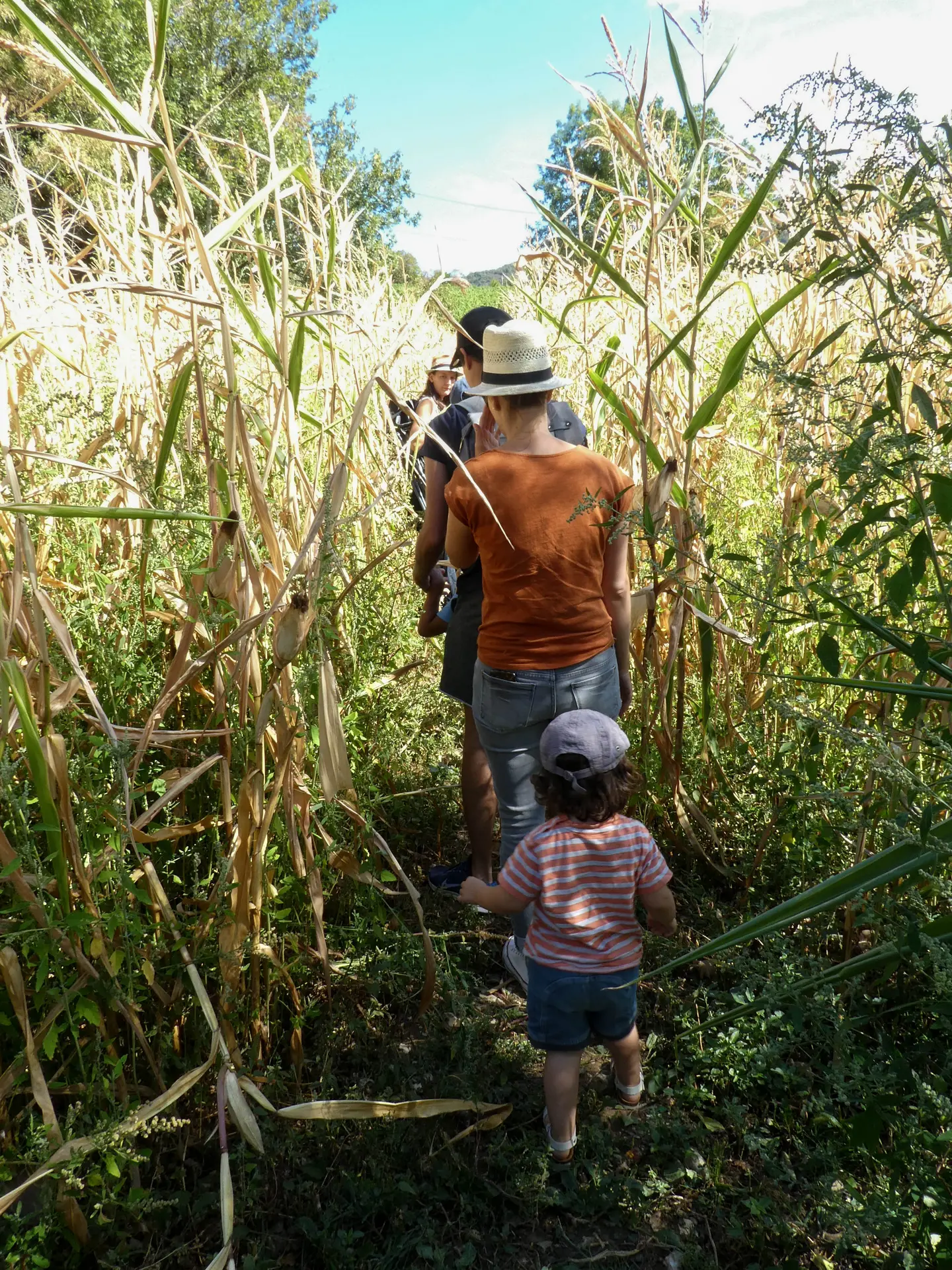 labyrinthe végétal