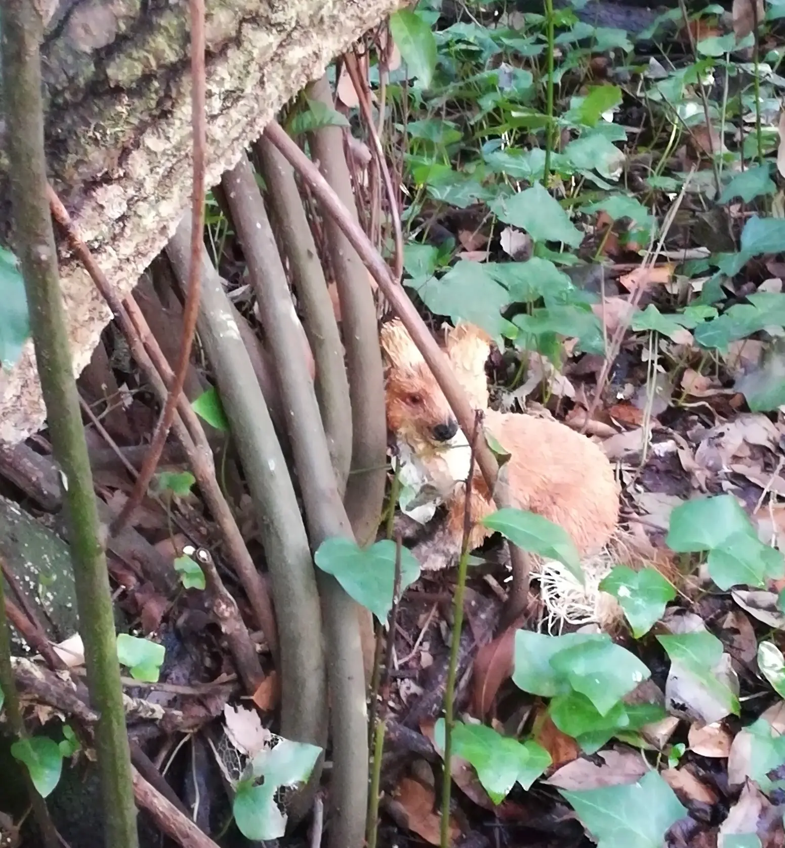 Balade contée dans la forêt