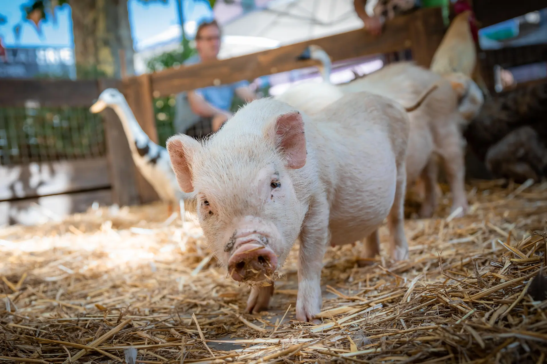 cochon fête agricole