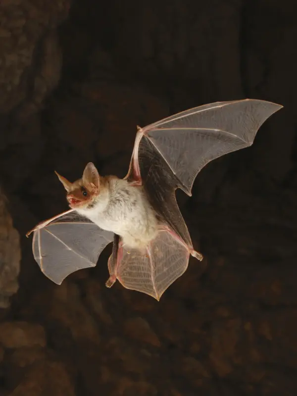 Petit Murin © B Moraze - MHNM