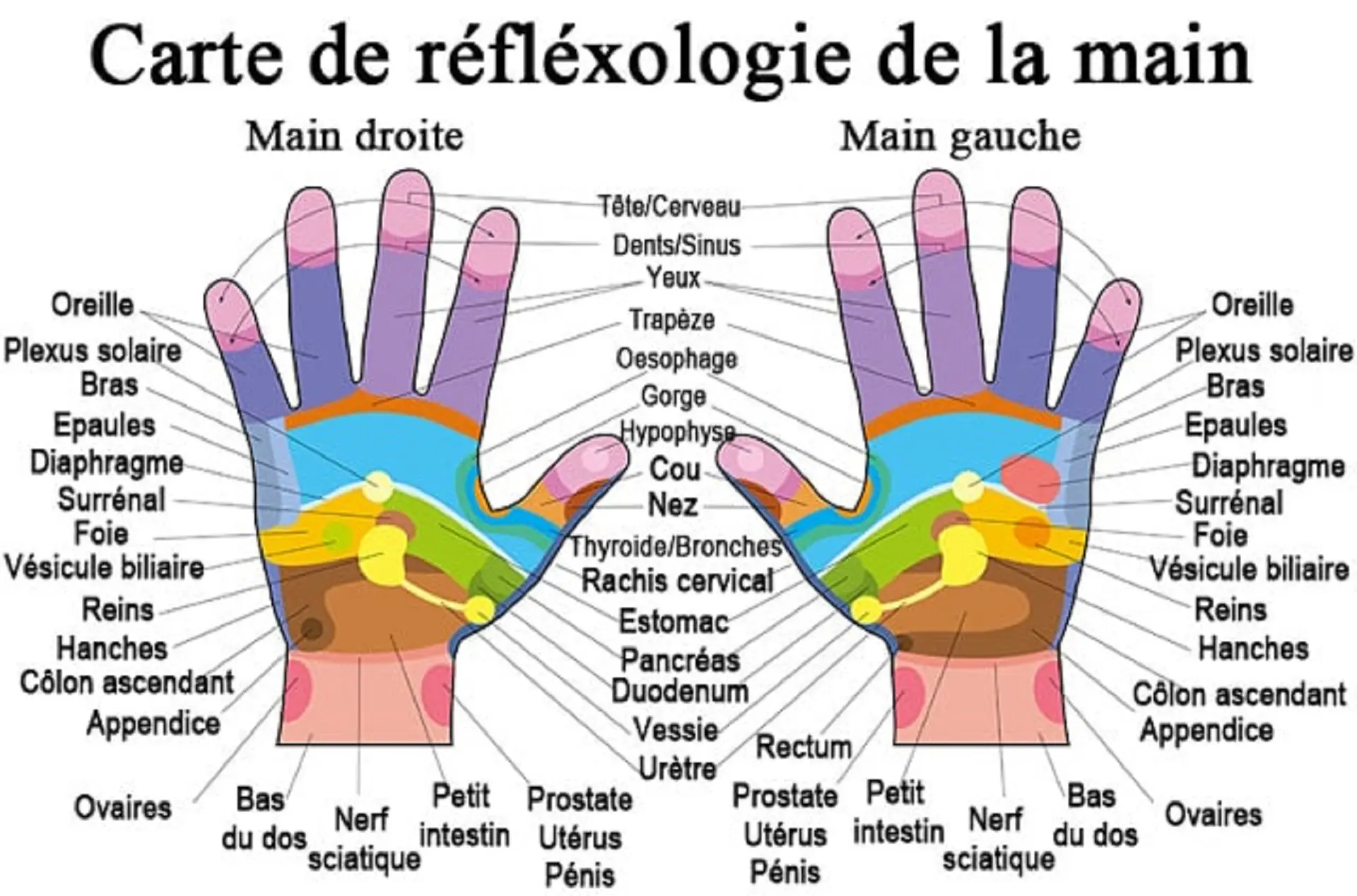 Réflexologie de la main