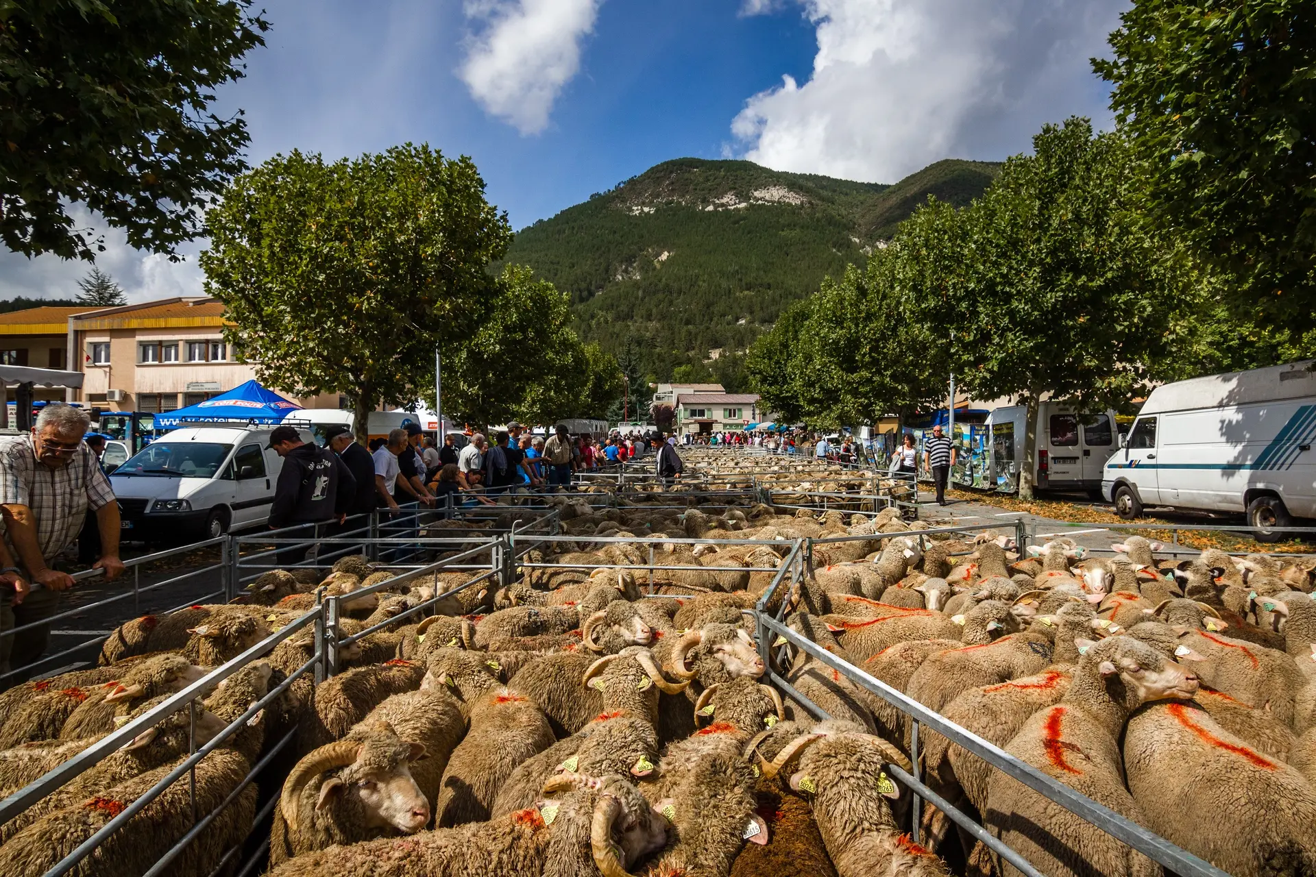 Foire Agricole Saint André les Alpes