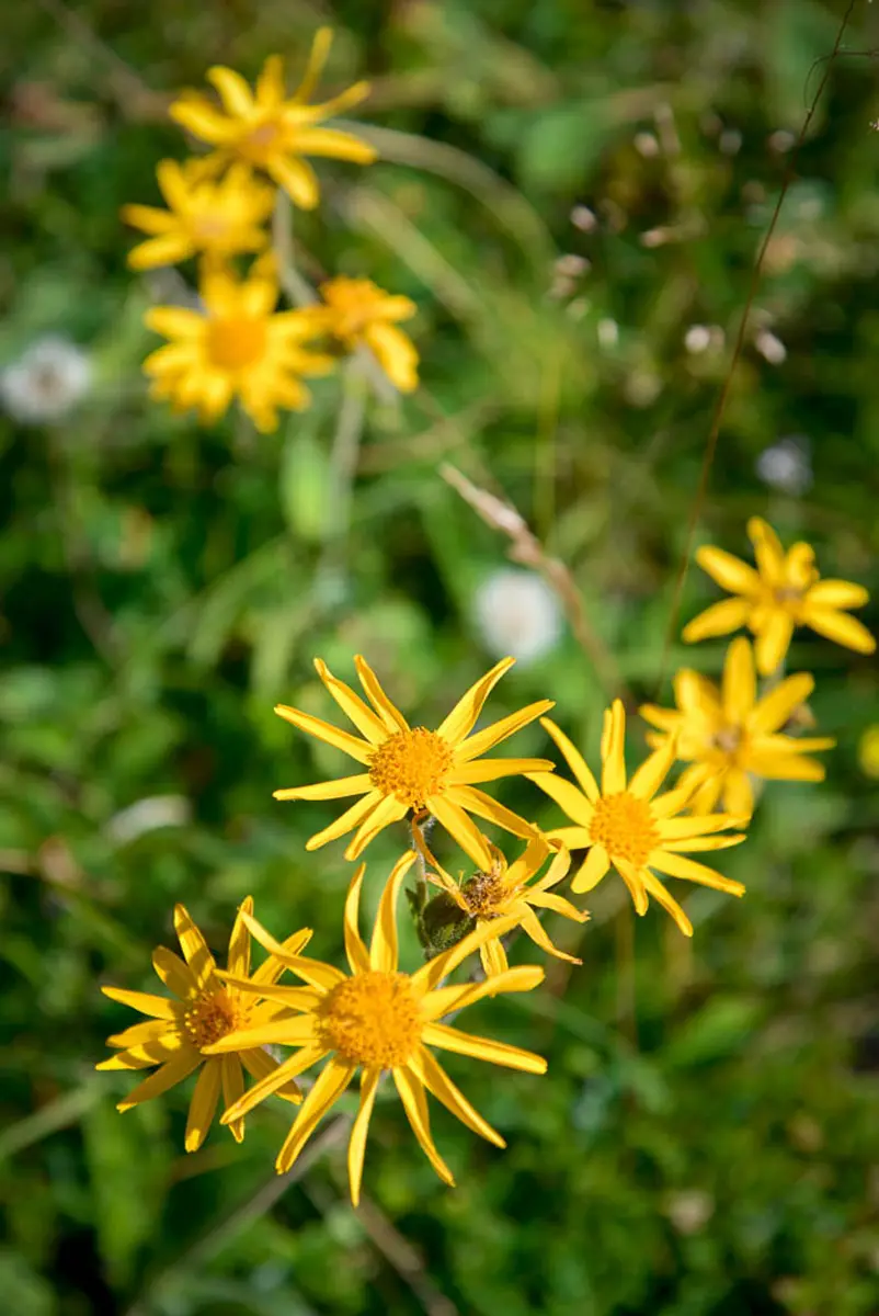 Flore Val d'Arly