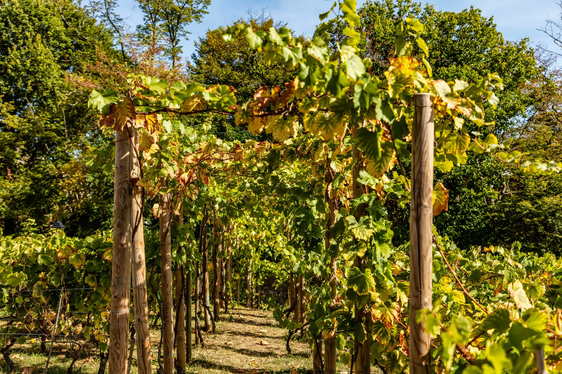 Visite dégustation des vignes des coteaux_Louveciennes