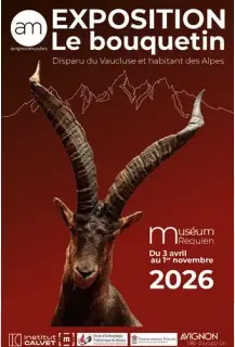 Le bouquetin, disparu du Vaucluse et habitant des Alpes_Avignon