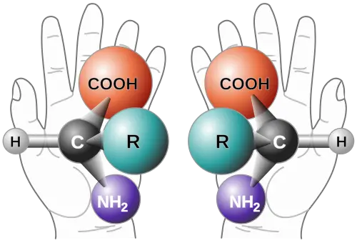Un acide aminé chiral et son image dans un miroir