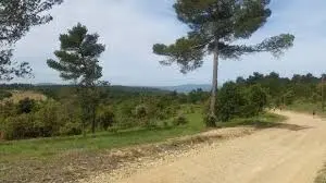 Foulée du Cèdre_Villelaure