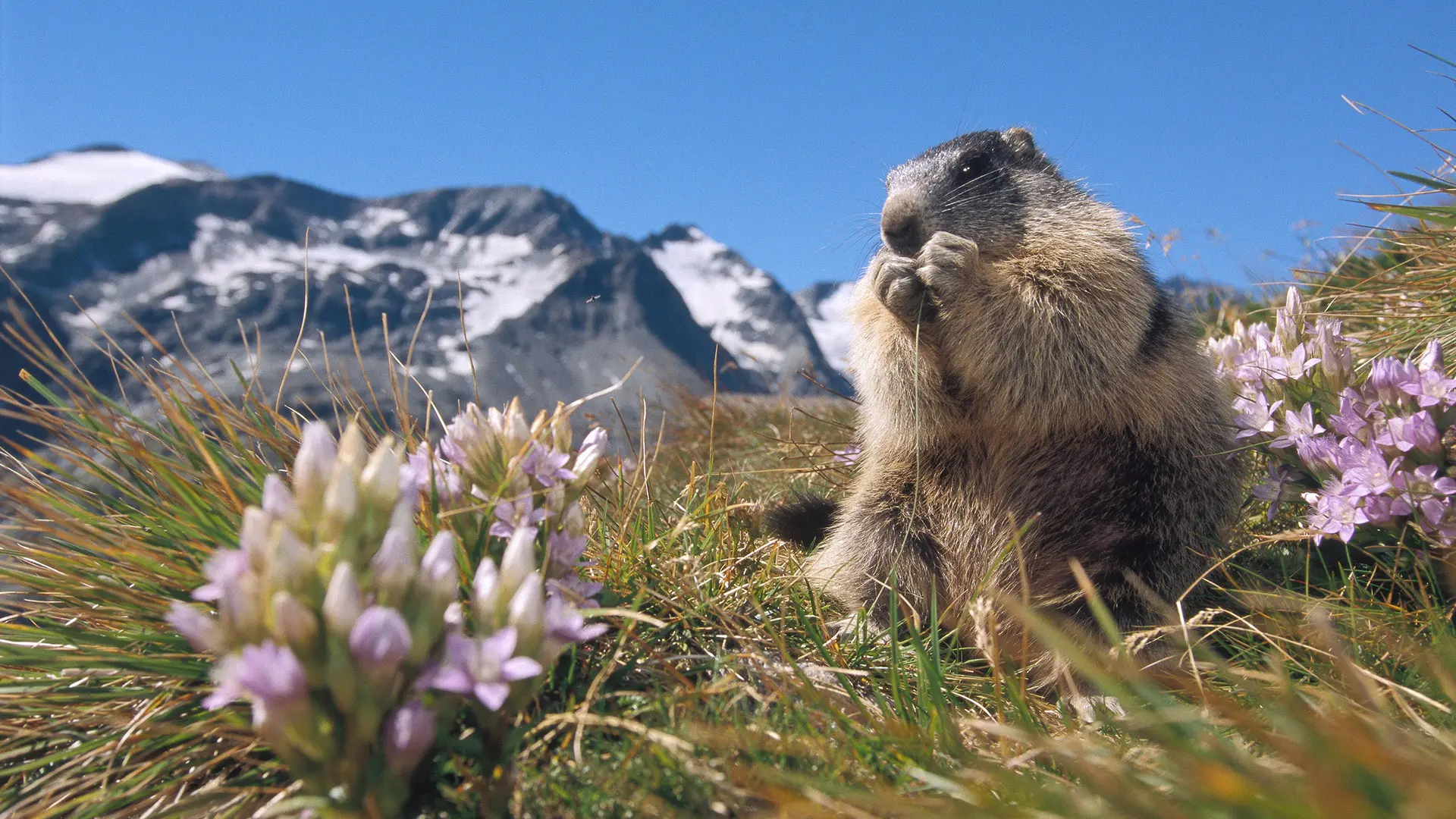 Marmotte en montagne
