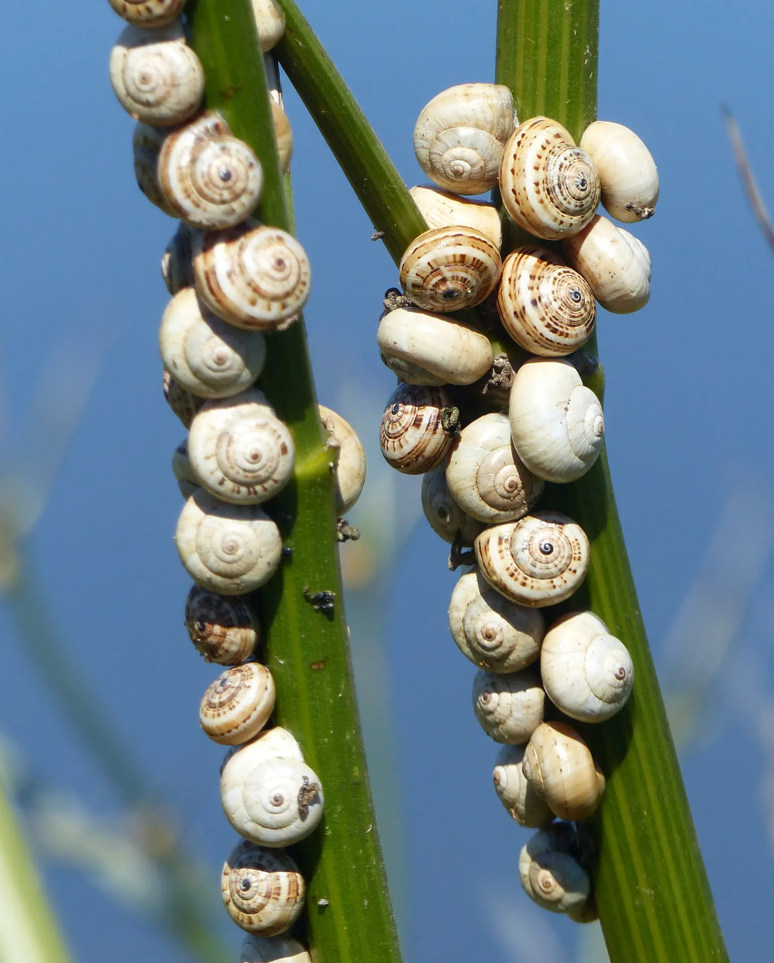 Escargots des dunes