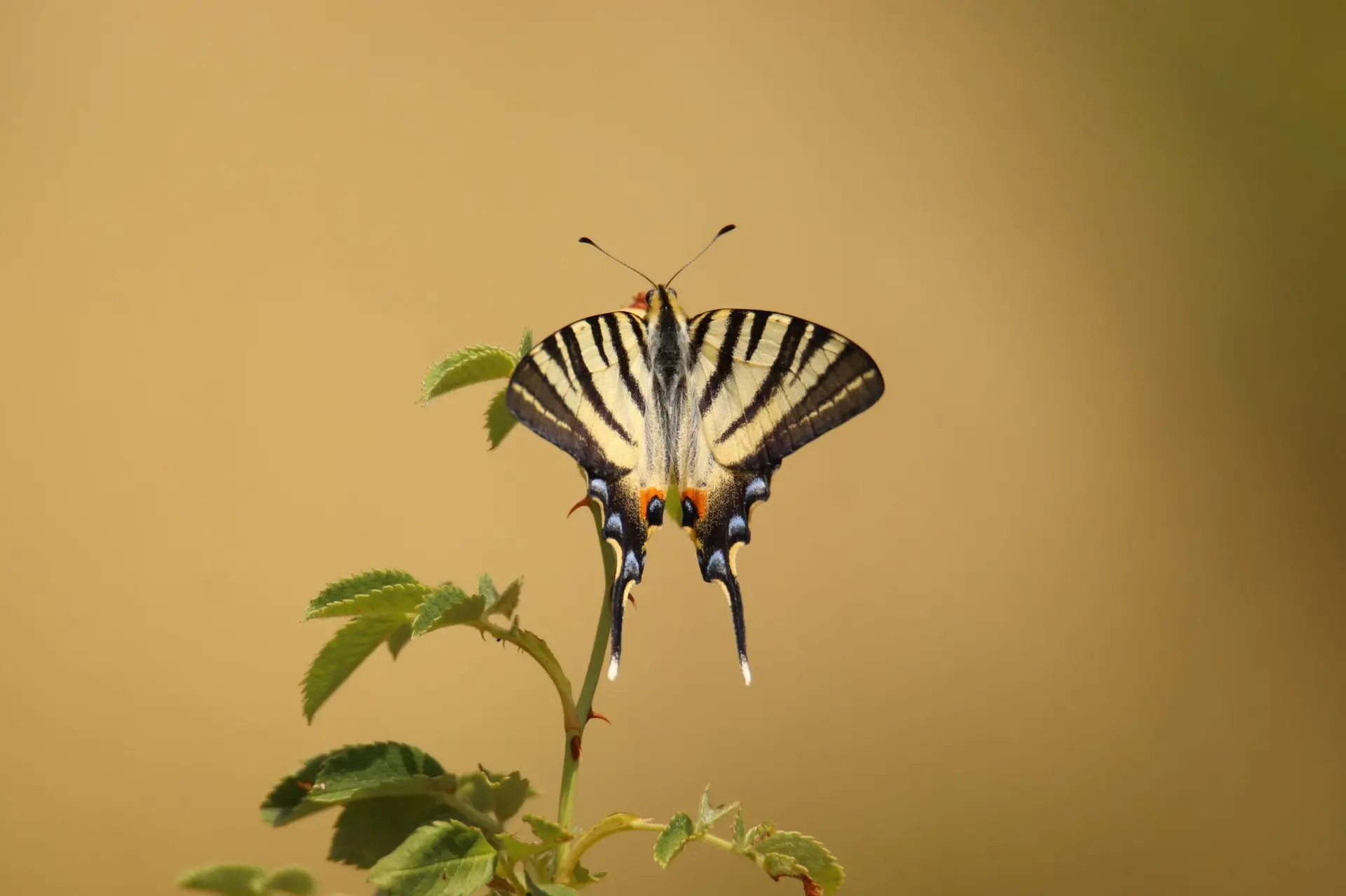 Flambé ©RNR gorges de Daluis - Alain Costa