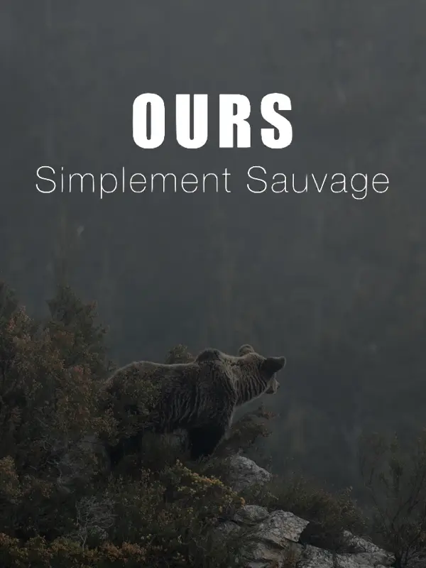 Documentaire Ours simplement sauvage