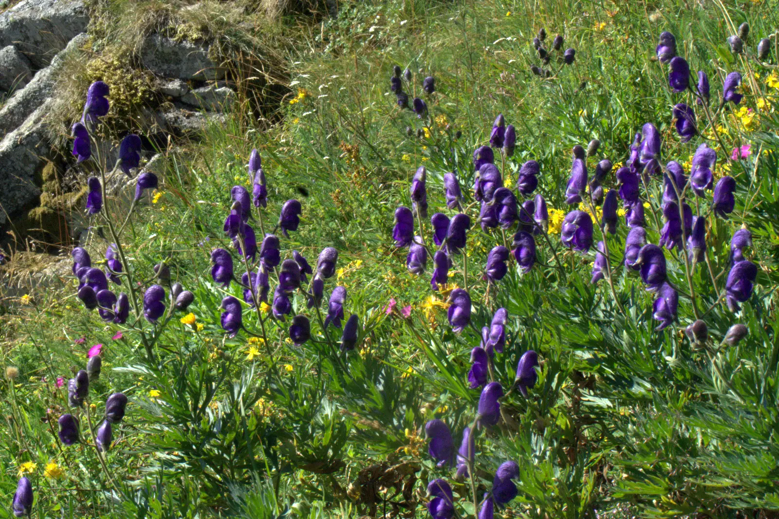 Jardin botanique