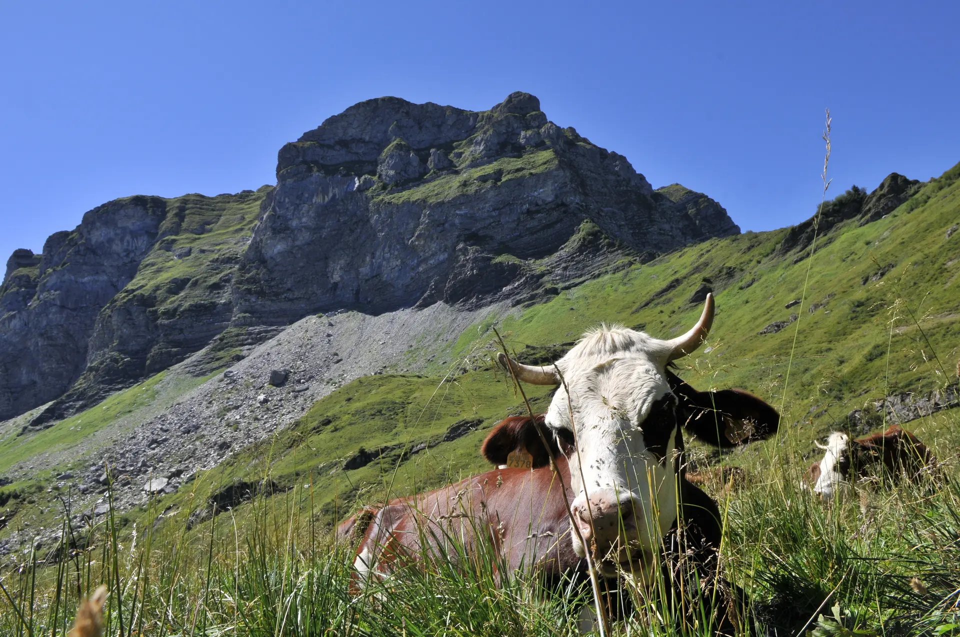 Abondance cow