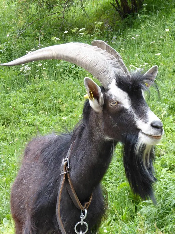 Boy le bouc de la bande