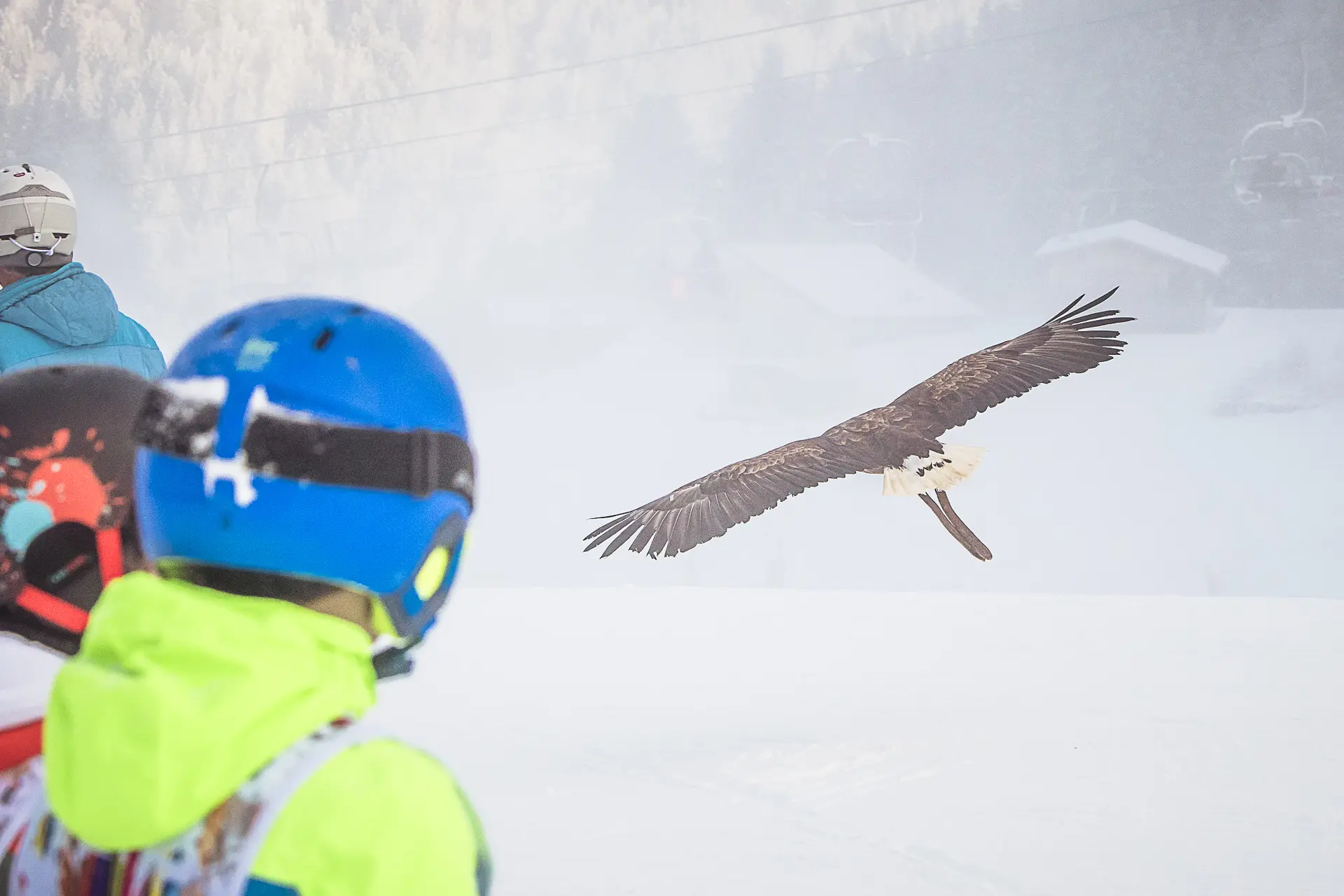 LA FAUCON GAGNE_Morzine