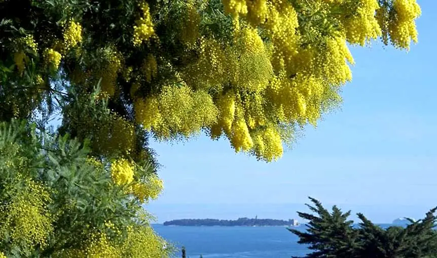 Excursion en Autocar : Du Mimosa au Parfum