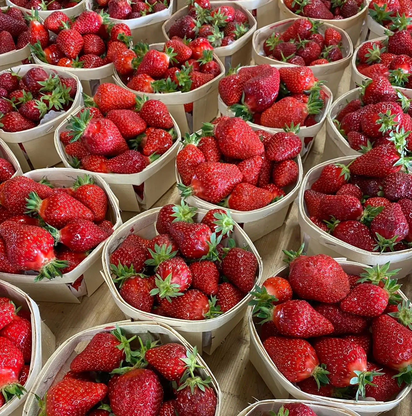 Fraises de saison