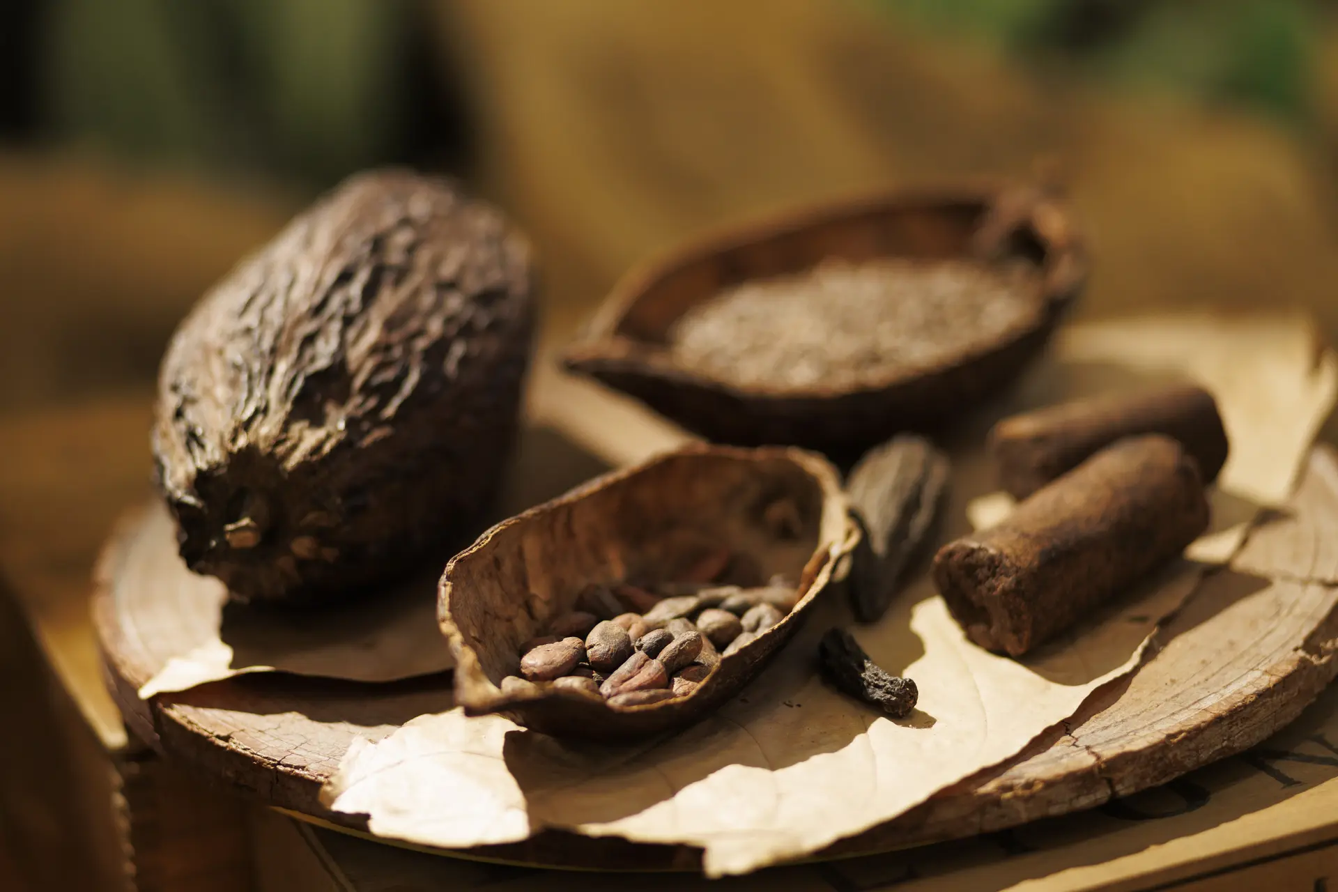 fève de cacao, cabosse