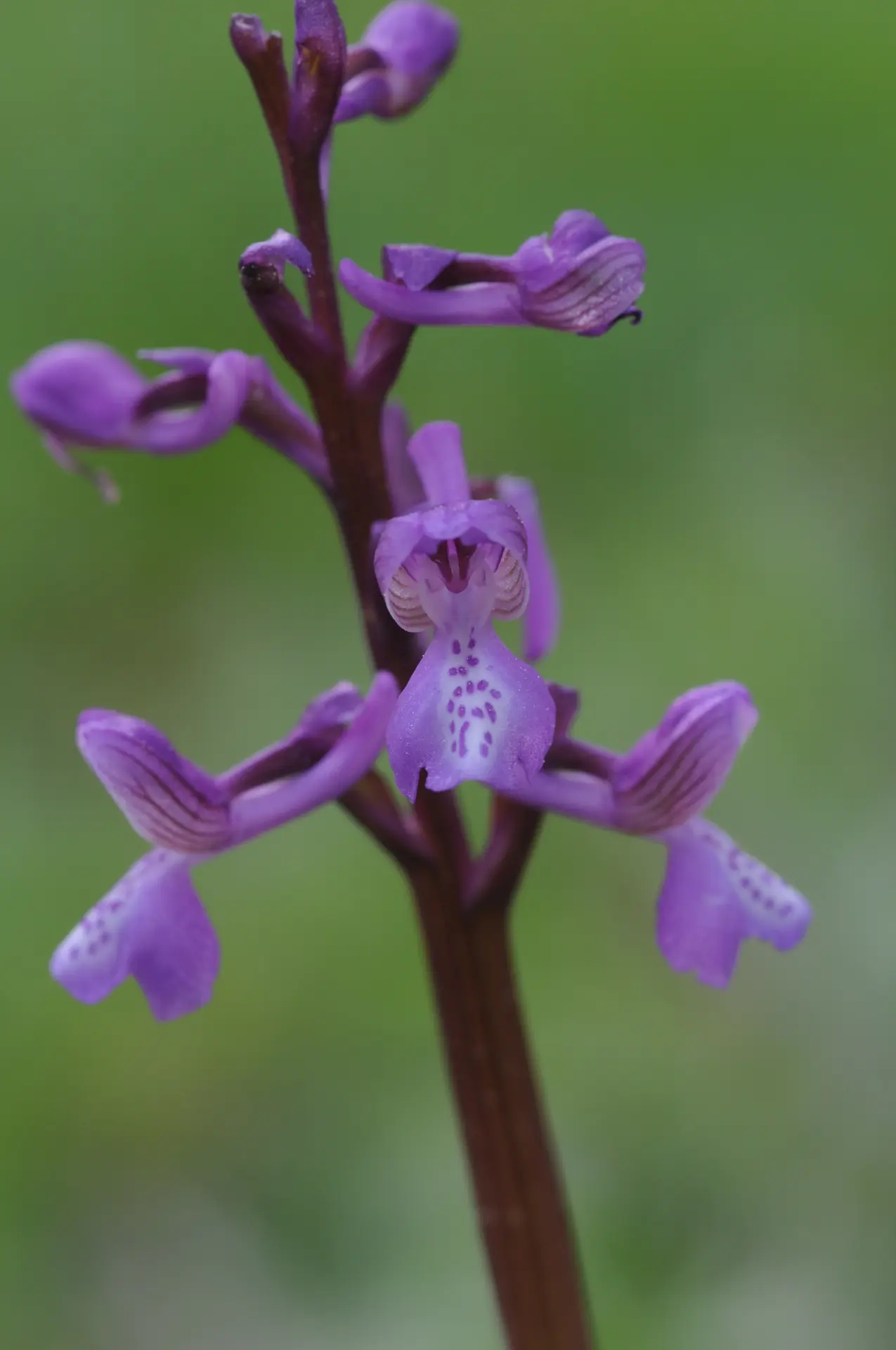 Orchis morio spp picta