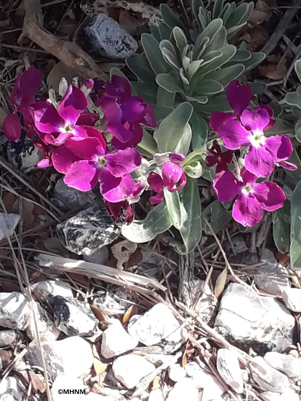 Matthiola_incana_FRIOUL©MHNM