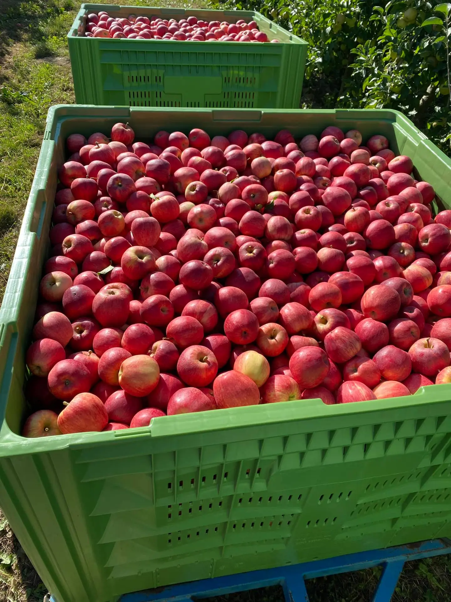 Récolte des pommes