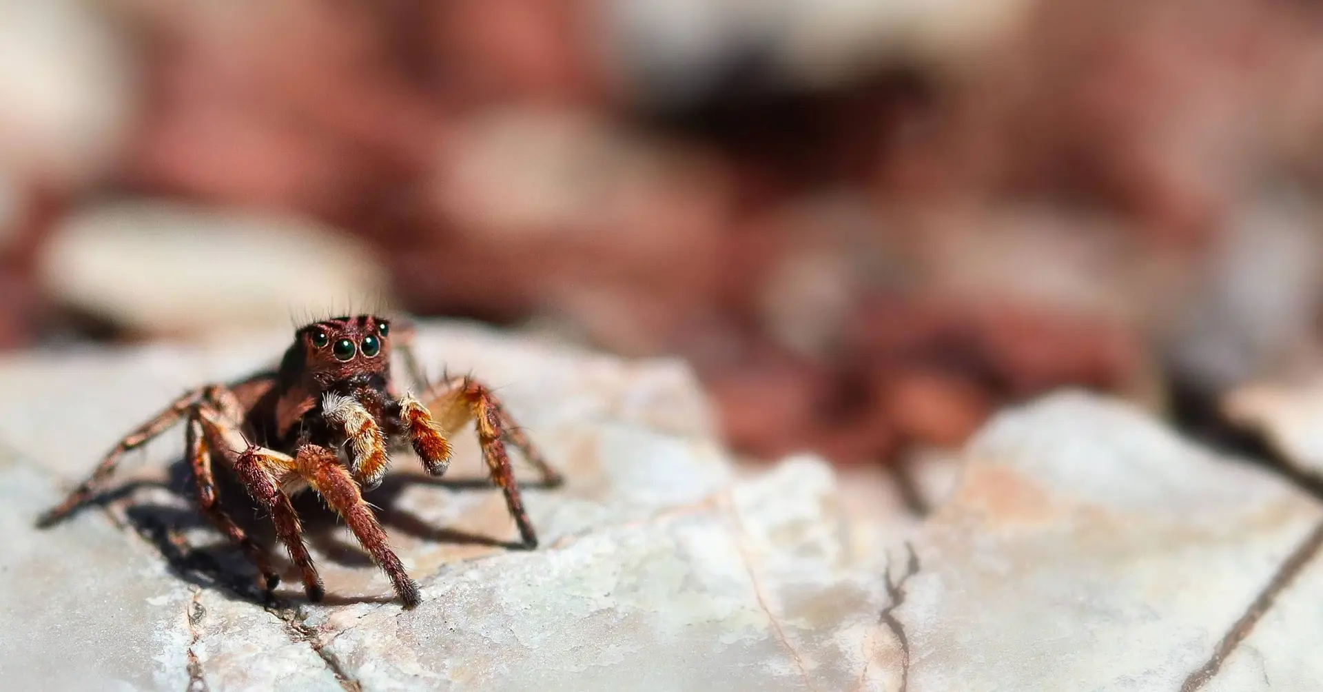 Aelurillus v-insignutus