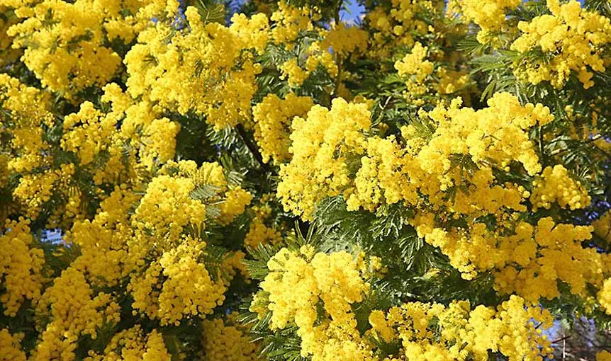 Excursion en Autocar : Du Mimosa au Parfum