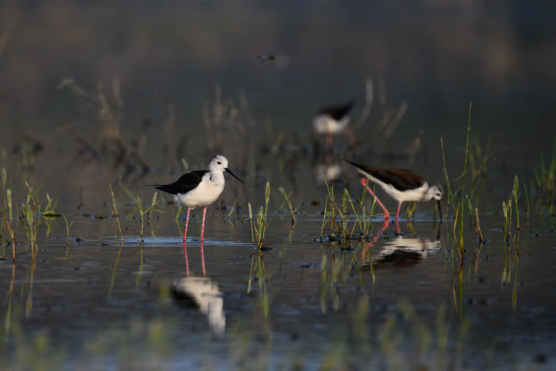 Échasse blanche, Étang du Pourra (13)