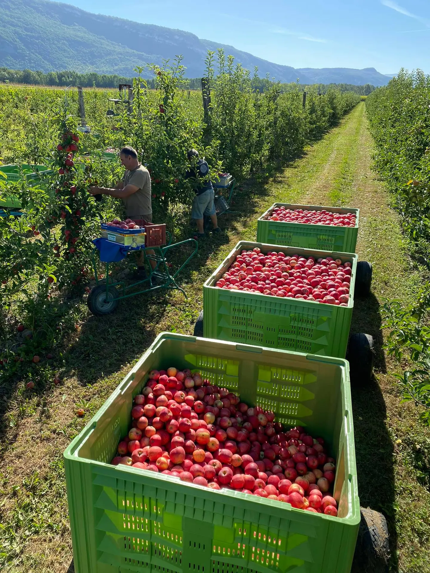 Récolte des pommes