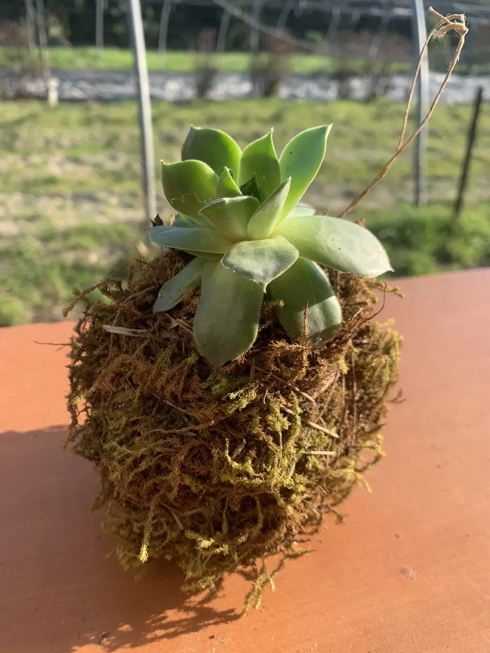Créations végétales – Créer son kokedama_Avignon