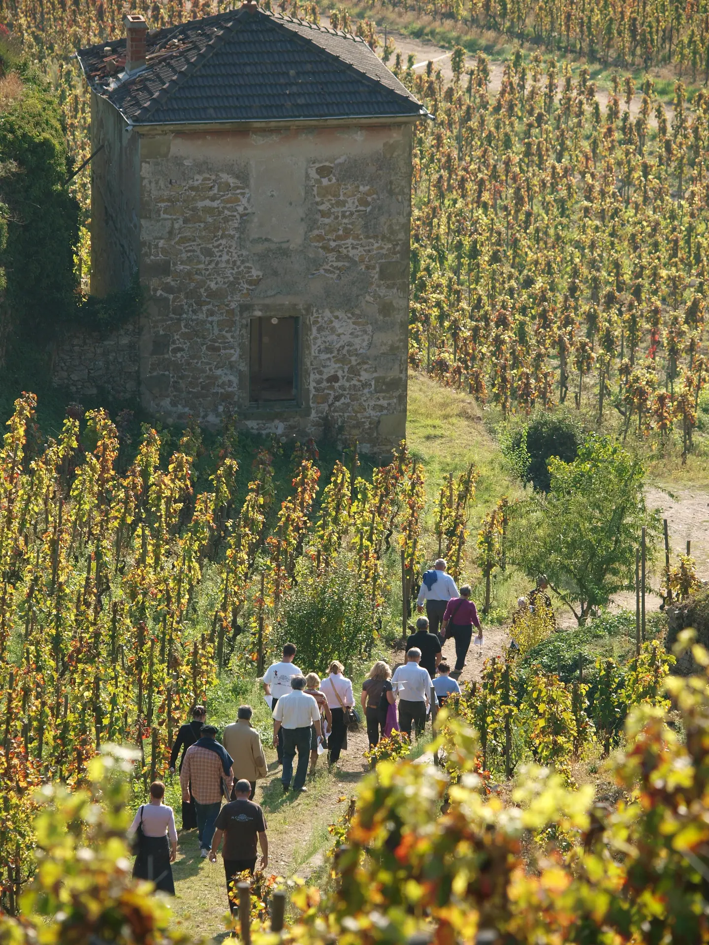 Visite du vignoble