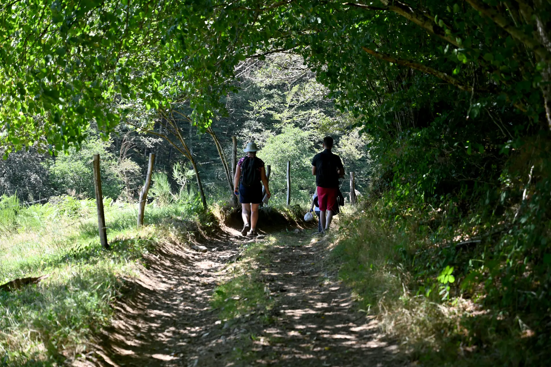 Chemin boisé