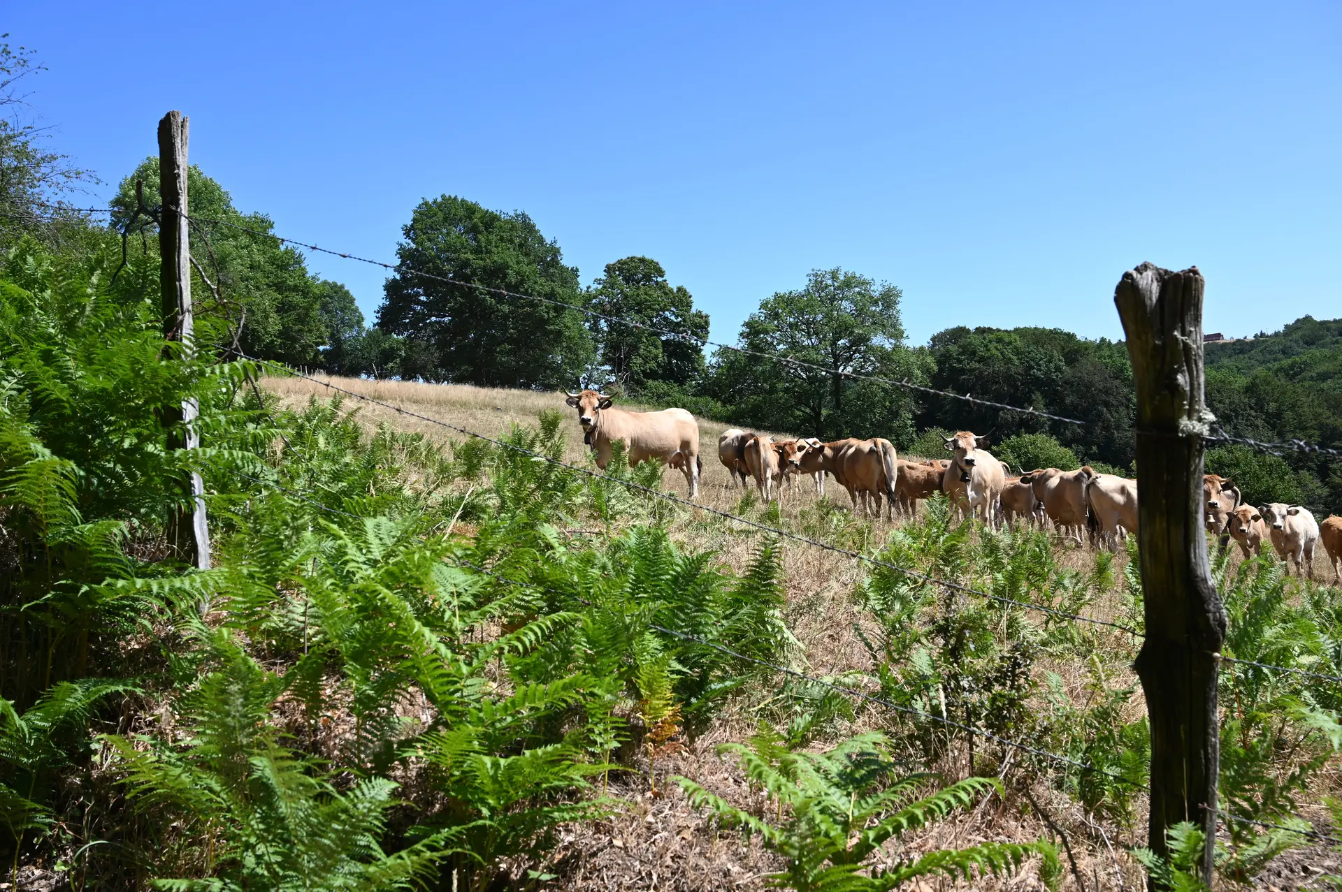 Troupeau de vaches