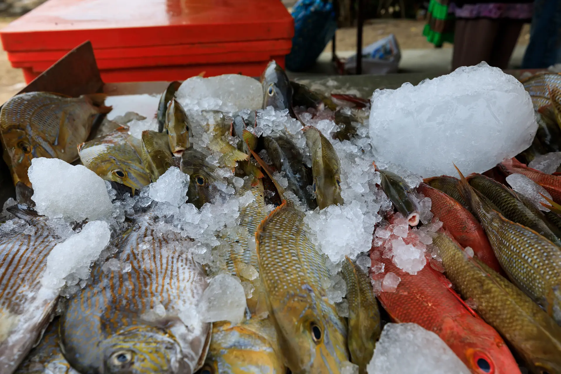 Marché, fruit de mer