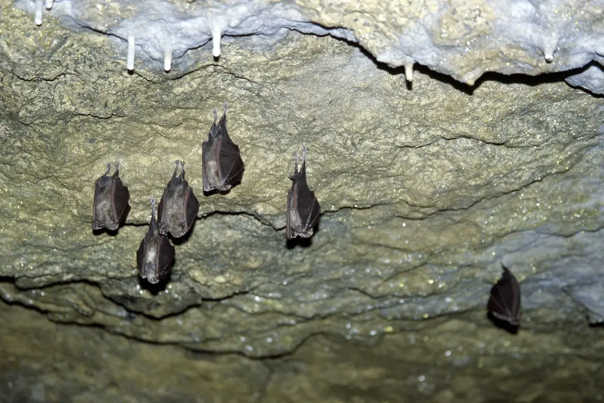 Grands Rhinolophes